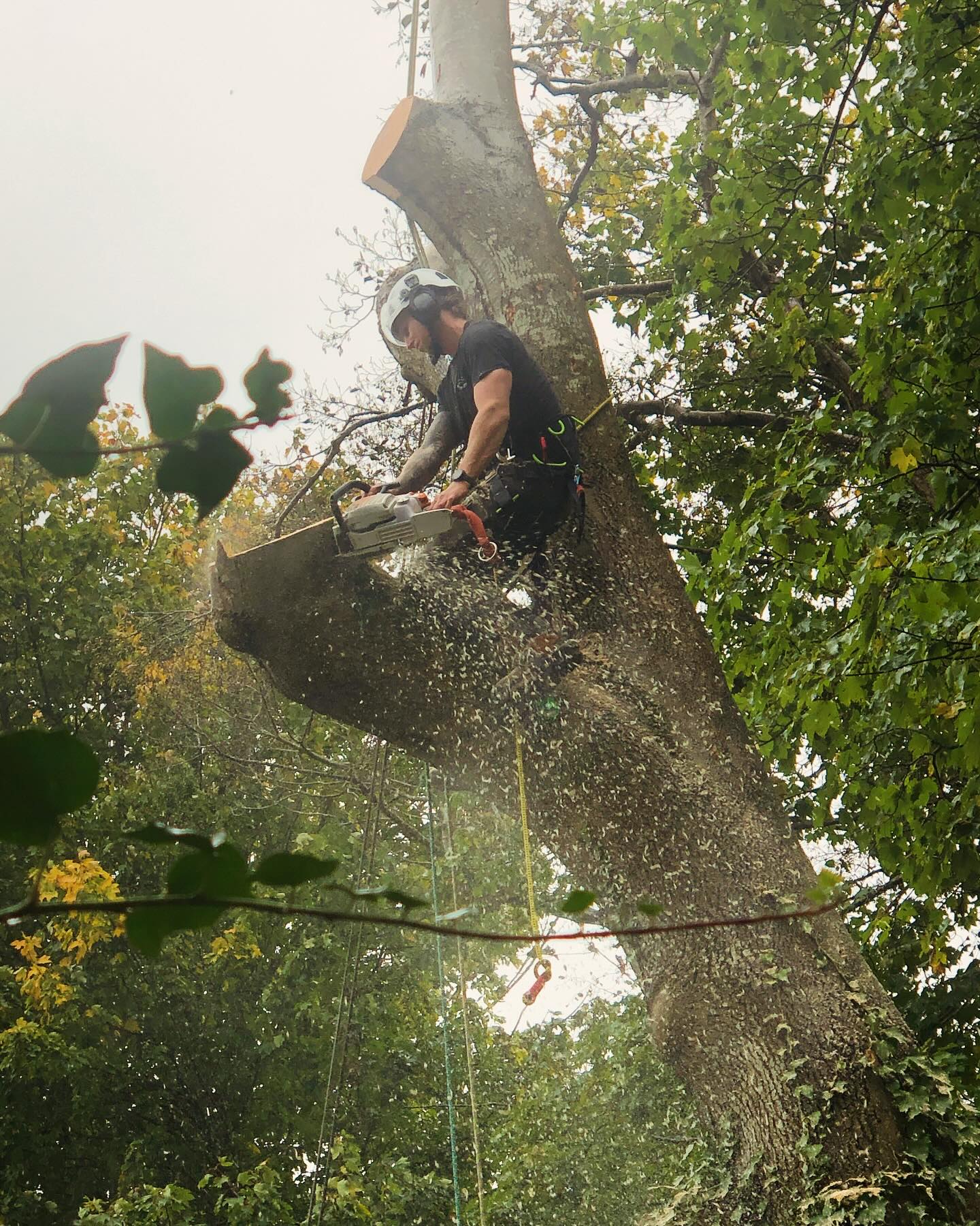 Tree Surgery